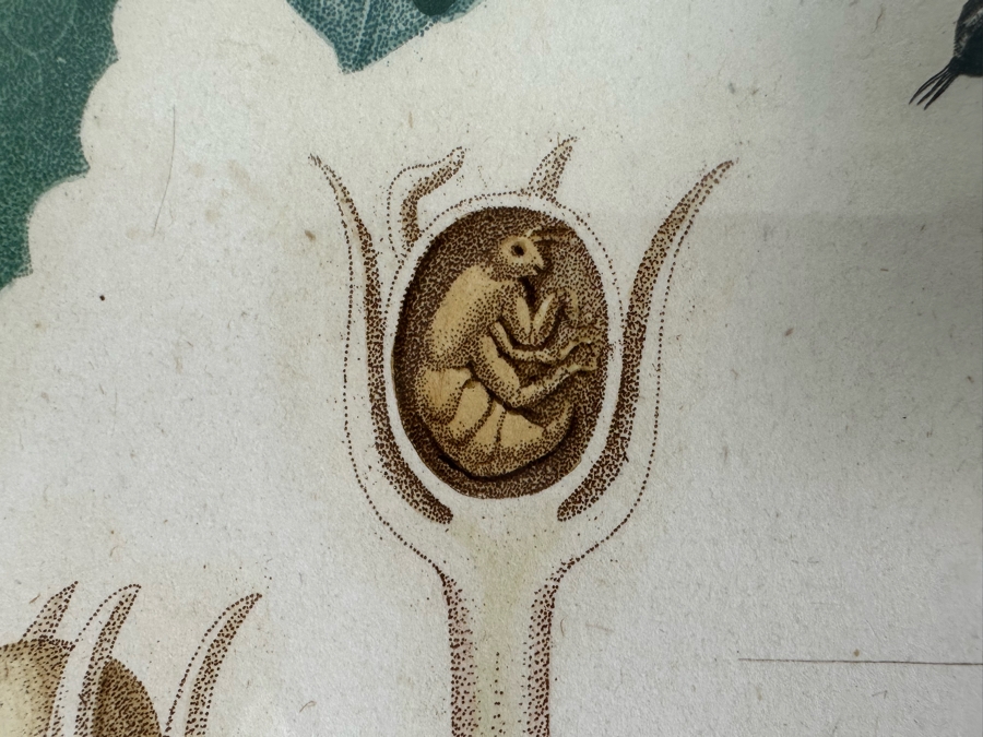 Giorgio Gallesio (1772-1839, Italian Botanist) Pomona Italiana, Ossia Trattato Degli Alberi Fruttiferi (Treatise On Fruit Trees) Original Antique Hand-Colored Engraving From Folio Incl Text Describing Fruit Framed 13.5 X 19 RARE $600+ [Photo 12]