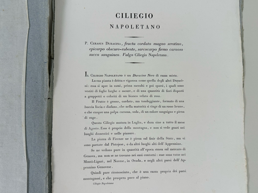 Giorgio Gallesio (1772-1839, Italian Botanist) Pomona Italiana, Ossia Trattato Degli Alberi Fruttiferi (Treatise On Fruit Trees) Original Antique Hand-Colored Engraving From Folio Incl Text Describing Fruit Framed 13.5 X 19 RARE $600+ [Photo 13]