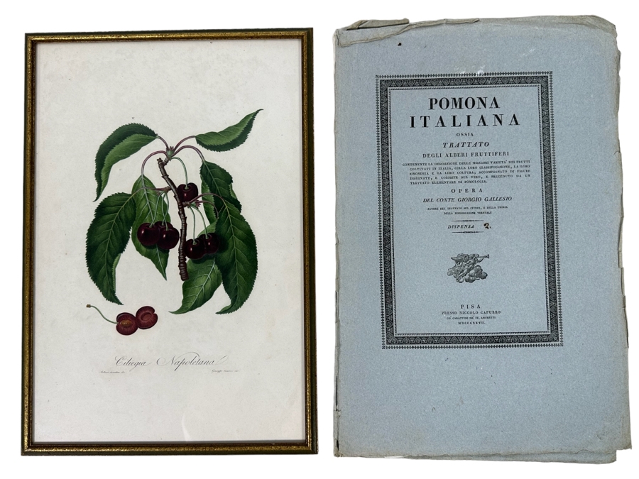 Giorgio Gallesio (1772-1839, Italian Botanist) Pomona Italiana, Ossia Trattato Degli Alberi Fruttiferi (Treatise On Fruit Trees) Original Antique Hand-Colored Engraving From Folio Incl Text Describing Fruit Framed 13.5 X 19 RARE $600+ [Photo 1]