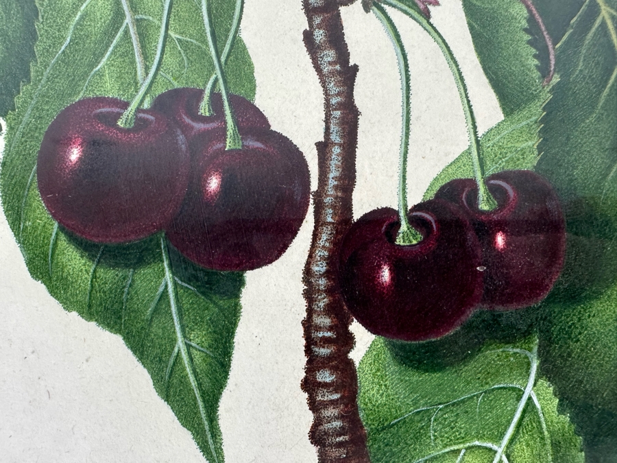 Giorgio Gallesio (1772-1839, Italian Botanist) Pomona Italiana, Ossia Trattato Degli Alberi Fruttiferi (Treatise On Fruit Trees) Original Antique Hand-Colored Engraving From Folio Incl Text Describing Fruit Framed 13.5 X 19 RARE $600+ [Photo 5]