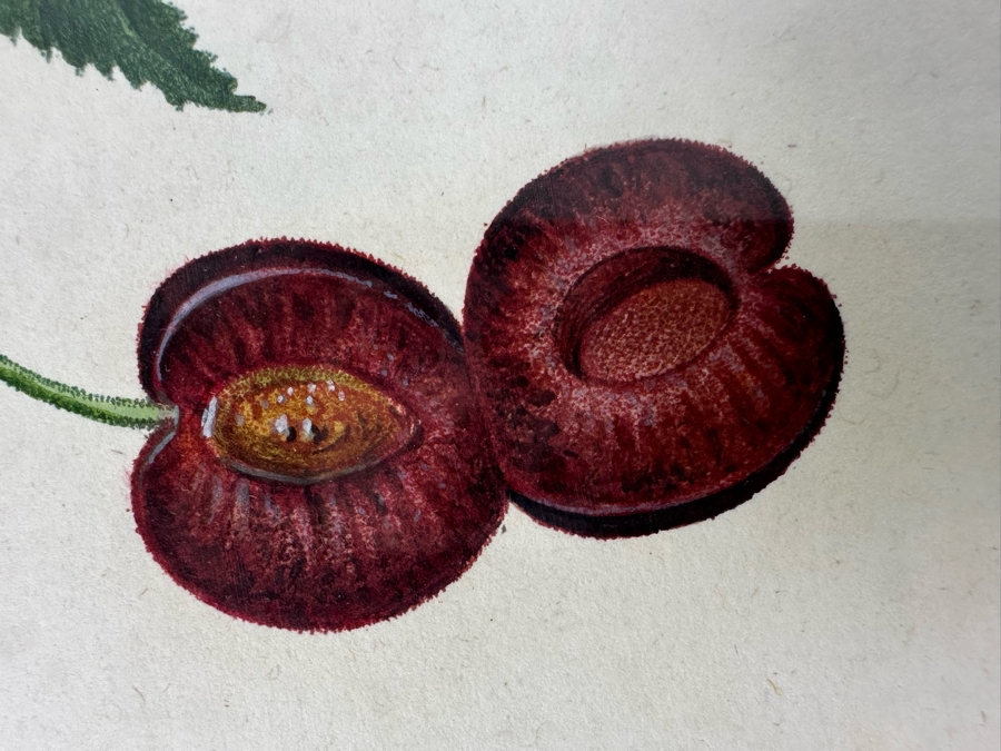 Giorgio Gallesio (1772-1839, Italian Botanist) Pomona Italiana, Ossia Trattato Degli Alberi Fruttiferi (Treatise On Fruit Trees) Original Antique Hand-Colored Engraving From Folio Incl Text Describing Fruit Framed 13.5 X 19 RARE $600+ [Photo 8]