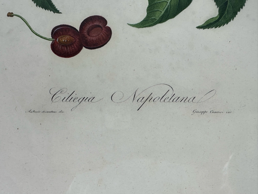 Giorgio Gallesio (1772-1839, Italian Botanist) Pomona Italiana, Ossia Trattato Degli Alberi Fruttiferi (Treatise On Fruit Trees) Original Antique Hand-Colored Engraving From Folio Incl Text Describing Fruit Framed 13.5 X 19 RARE $600+ [Photo 9]