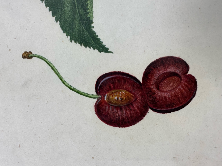 Giorgio Gallesio (1772-1839, Italian Botanist) Pomona Italiana, Ossia Trattato Degli Alberi Fruttiferi (Treatise On Fruit Trees) Original Antique Hand-Colored Engraving From Folio Incl Text Describing Fruit Framed 13.5 X 19 RARE $600+ [Photo 7]