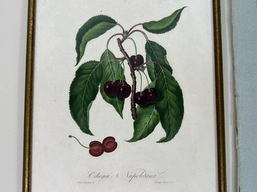 Giorgio Gallesio (1772-1839, Italian Botanist) Pomona Italiana, Ossia Trattato Degli Alberi Fruttiferi (Treatise On Fruit Trees) Original Antique Hand-Colored Engraving From Folio Incl Text Describing Fruit Framed 13.5 X 19 RARE $600+ [Photo 4]