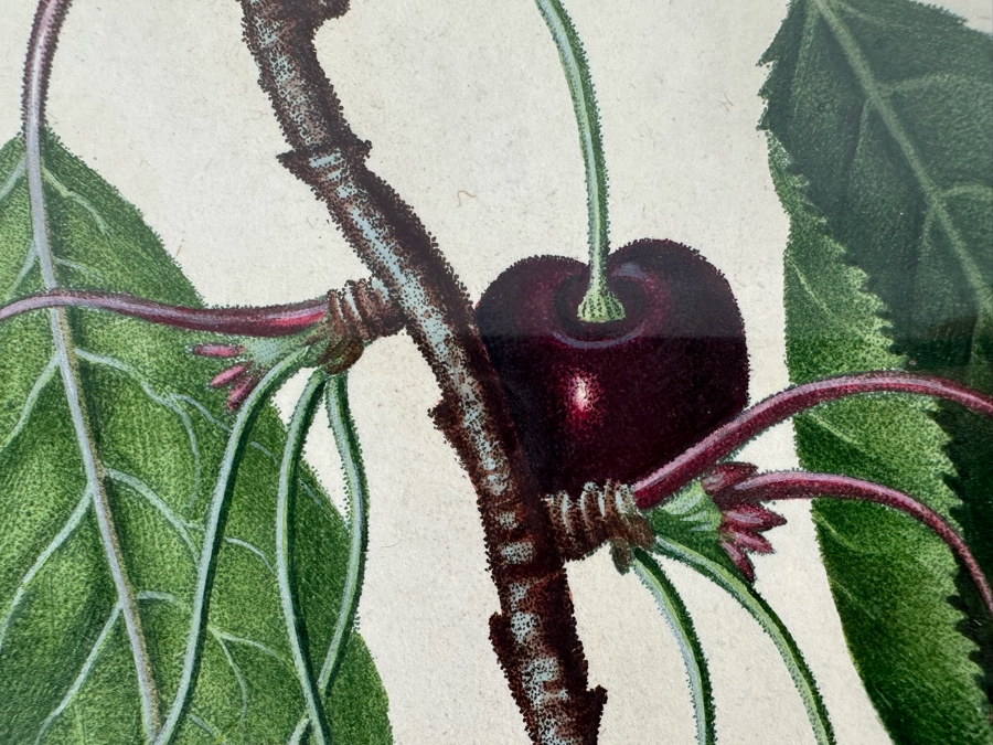 Giorgio Gallesio (1772-1839, Italian Botanist) Pomona Italiana, Ossia Trattato Degli Alberi Fruttiferi (Treatise On Fruit Trees) Original Antique Hand-Colored Engraving From Folio Incl Text Describing Fruit Framed 13.5 X 19 RARE $600+ [Photo 6]
