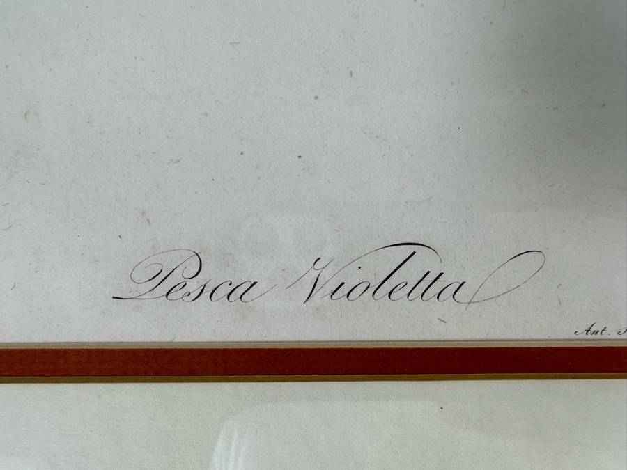 Giorgio Gallesio (1772-1839, Italian Botanist) Pomona Italiana, Ossia Trattato Degli Alberi Fruttiferi (Treatise On Fruit Trees) Original Antique Hand-Colored Engraving From Folio Incl Text Describing Fruit Framed 19 X 20 RARE $600+ [Photo 8]