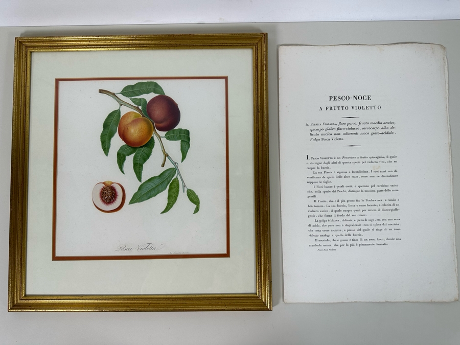 Giorgio Gallesio (1772-1839, Italian Botanist) Pomona Italiana, Ossia Trattato Degli Alberi Fruttiferi (Treatise On Fruit Trees) Original Antique Hand-Colored Engraving From Folio Incl Text Describing Fruit Framed 19 X 20 RARE $600+ [Photo 3]