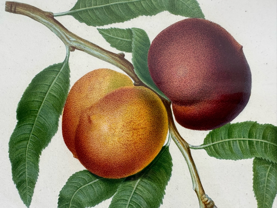 Giorgio Gallesio (1772-1839, Italian Botanist) Pomona Italiana, Ossia Trattato Degli Alberi Fruttiferi (Treatise On Fruit Trees) Original Antique Hand-Colored Engraving From Folio Incl Text Describing Fruit Framed 19 X 20 RARE $600+ [Photo 5]