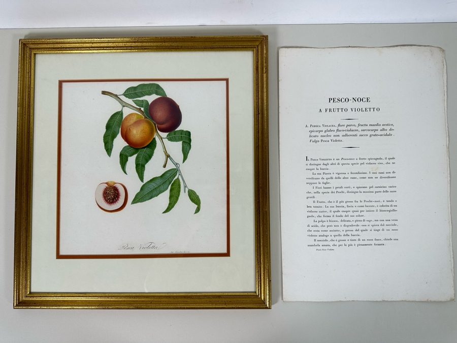 Giorgio Gallesio (1772-1839, Italian Botanist) Pomona Italiana, Ossia Trattato Degli Alberi Fruttiferi (Treatise On Fruit Trees) Original Antique Hand-Colored Engraving From Folio Incl Text Describing Fruit Framed 19 X 20 RARE $600+ [Photo 2]