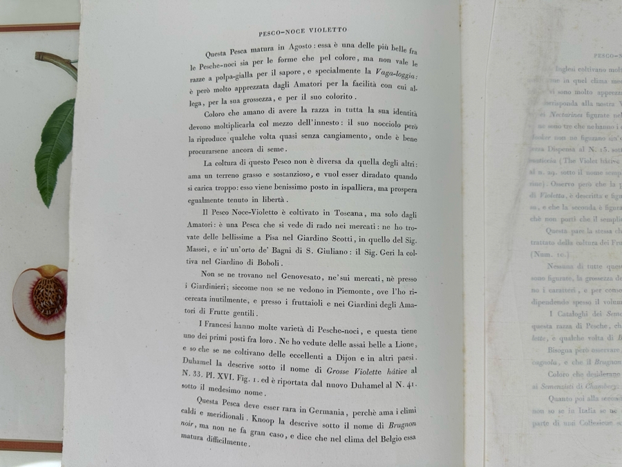 Giorgio Gallesio (1772-1839, Italian Botanist) Pomona Italiana, Ossia Trattato Degli Alberi Fruttiferi (Treatise On Fruit Trees) Original Antique Hand-Colored Engraving From Folio Incl Text Describing Fruit Framed 19 X 20 RARE $600+ [Photo 11]