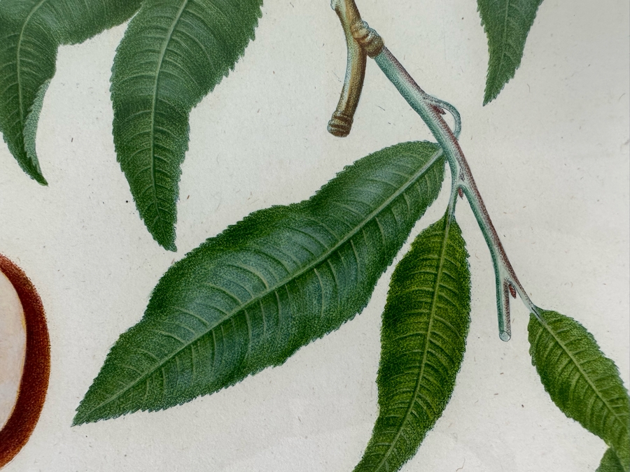 Giorgio Gallesio (1772-1839, Italian Botanist) Pomona Italiana, Ossia Trattato Degli Alberi Fruttiferi (Treatise On Fruit Trees) Original Antique Hand-Colored Engraving From Folio Incl Text Describing Fruit Framed 19 X 20 RARE $600+ [Photo 6]