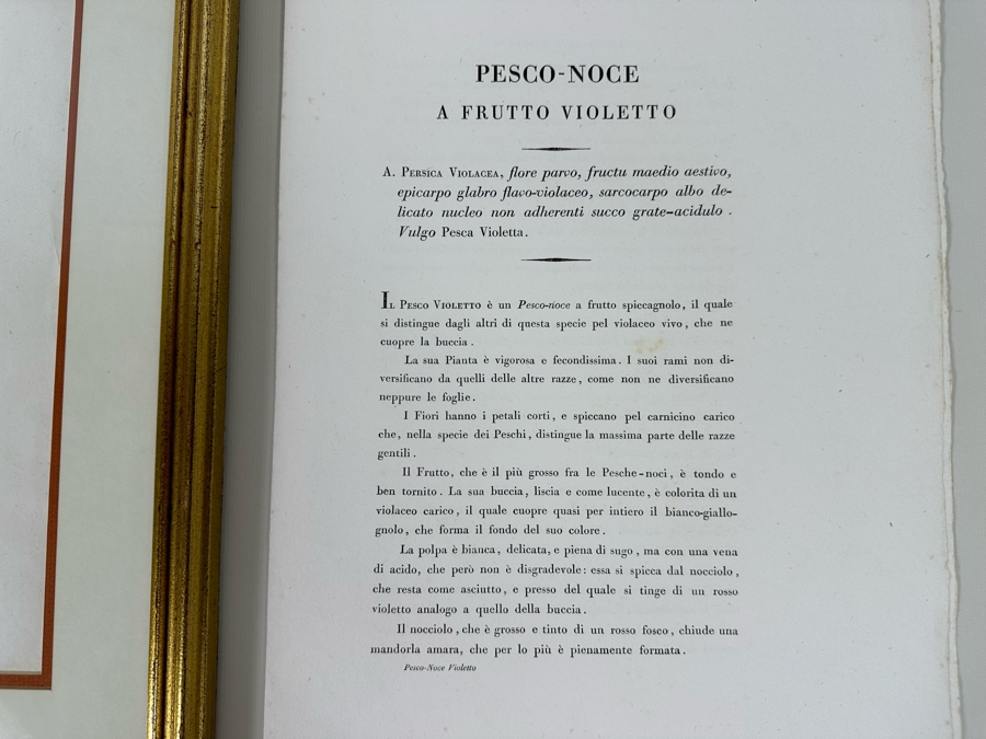 Giorgio Gallesio (1772-1839, Italian Botanist) Pomona Italiana, Ossia Trattato Degli Alberi Fruttiferi (Treatise On Fruit Trees) Original Antique Hand-Colored Engraving From Folio Incl Text Describing Fruit Framed 19 X 20 RARE $600+ [Photo 10]