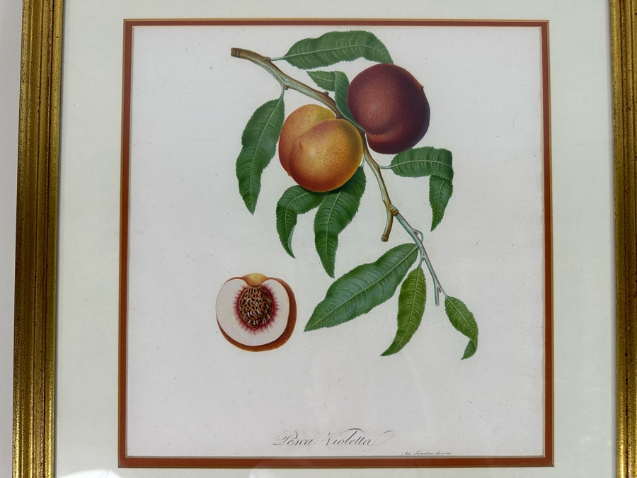Giorgio Gallesio (1772-1839, Italian Botanist) Pomona Italiana, Ossia Trattato Degli Alberi Fruttiferi (Treatise On Fruit Trees) Original Antique Hand-Colored Engraving From Folio Incl Text Describing Fruit Framed 19 X 20 RARE $600+ [Photo 4]