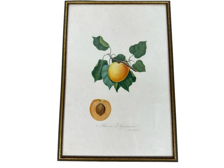 Giorgio Gallesio (1772-1839, Italian Botanist) Pomona Italiana, Ossia Trattato Degli Alberi Fruttiferi (Treatise On Fruit Trees) Original Antique Hand-Colored Engraving From Folio Framed 13.5 X 19 RARE $600+ [Photo 1]