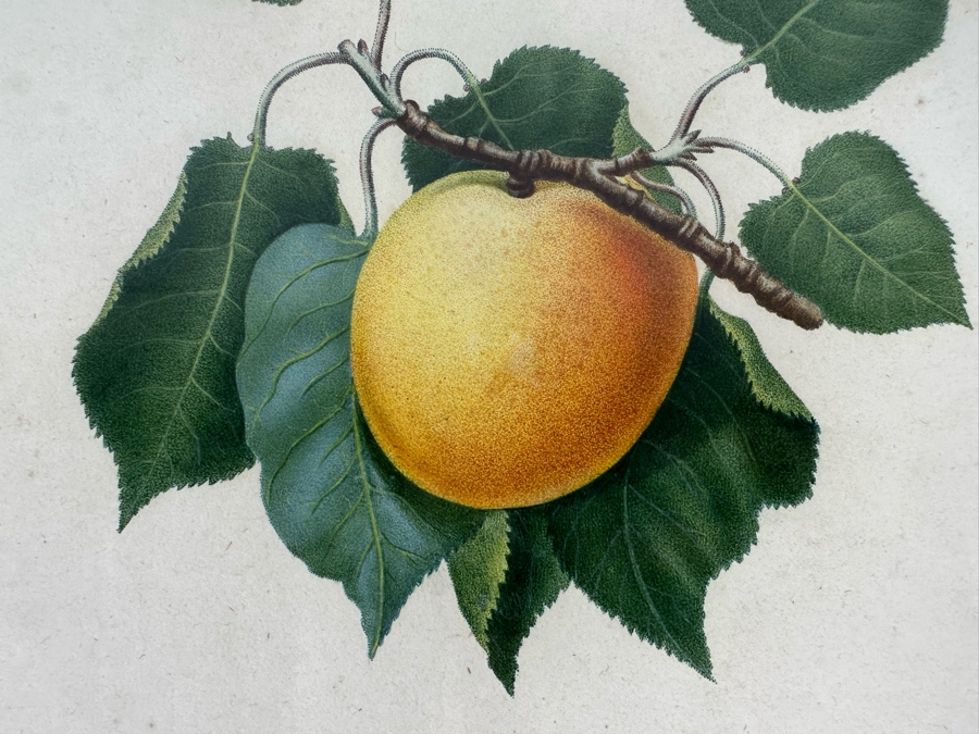 Giorgio Gallesio (1772-1839, Italian Botanist) Pomona Italiana, Ossia Trattato Degli Alberi Fruttiferi (Treatise On Fruit Trees) Original Antique Hand-Colored Engraving From Folio Framed 13.5 X 19 RARE $600+ [Photo 6]
