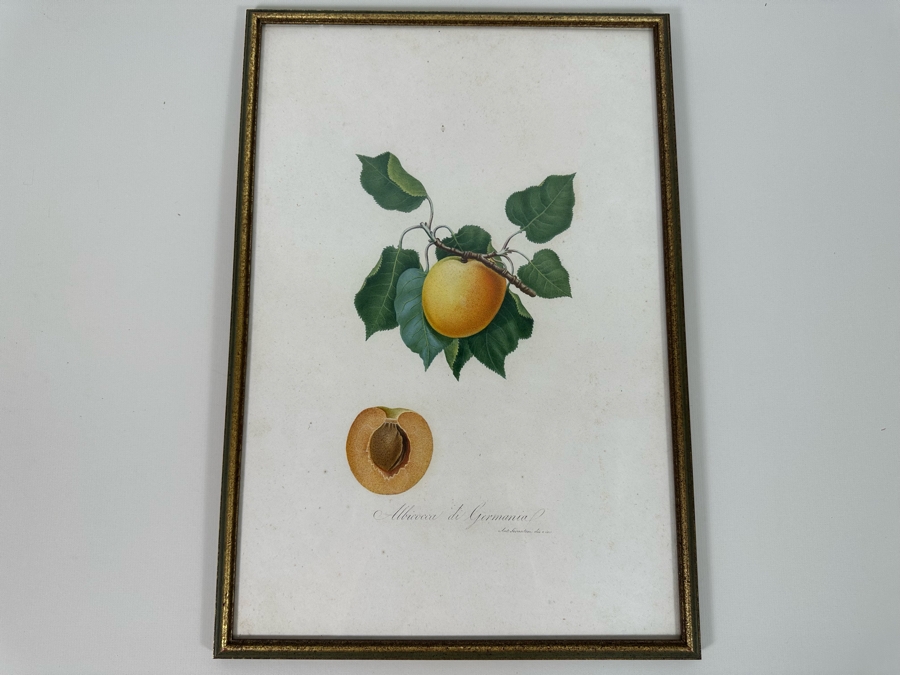 Giorgio Gallesio (1772-1839, Italian Botanist) Pomona Italiana, Ossia Trattato Degli Alberi Fruttiferi (Treatise On Fruit Trees) Original Antique Hand-Colored Engraving From Folio Framed 13.5 X 19 RARE $600+ [Photo 3]