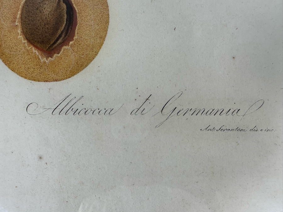 Giorgio Gallesio (1772-1839, Italian Botanist) Pomona Italiana, Ossia Trattato Degli Alberi Fruttiferi (Treatise On Fruit Trees) Original Antique Hand-Colored Engraving From Folio Framed 13.5 X 19 RARE $600+ [Photo 9]