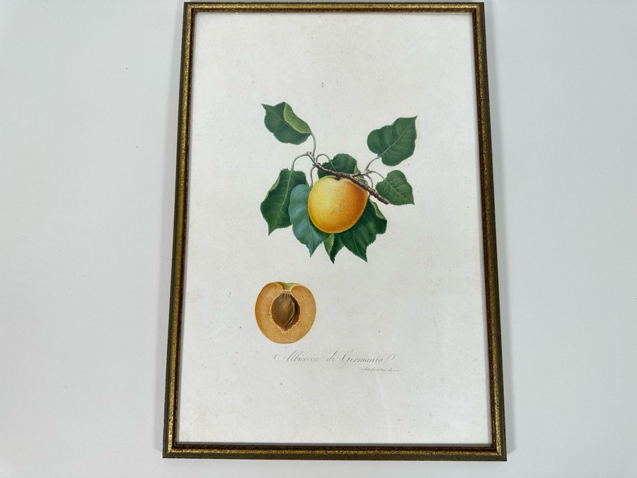Giorgio Gallesio (1772-1839, Italian Botanist) Pomona Italiana, Ossia Trattato Degli Alberi Fruttiferi (Treatise On Fruit Trees) Original Antique Hand-Colored Engraving From Folio Framed 13.5 X 19 RARE $600+ [Photo 2]