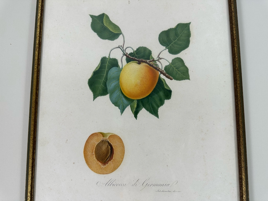 Giorgio Gallesio (1772-1839, Italian Botanist) Pomona Italiana, Ossia Trattato Degli Alberi Fruttiferi (Treatise On Fruit Trees) Original Antique Hand-Colored Engraving From Folio Framed 13.5 X 19 RARE $600+ [Photo 5]