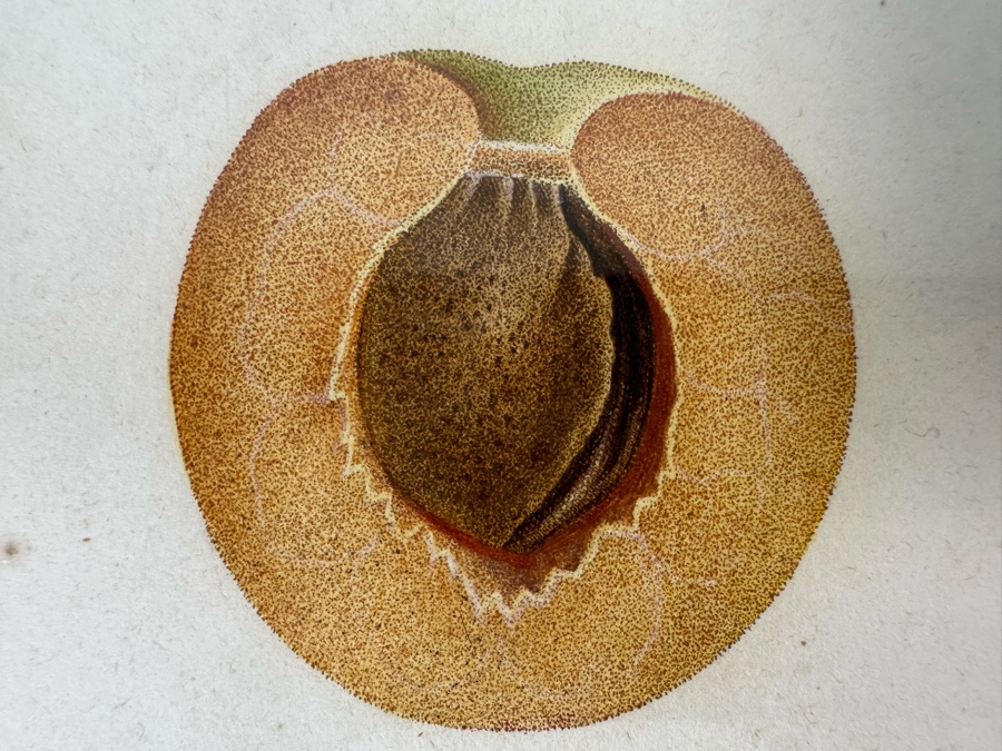 Giorgio Gallesio (1772-1839, Italian Botanist) Pomona Italiana, Ossia Trattato Degli Alberi Fruttiferi (Treatise On Fruit Trees) Original Antique Hand-Colored Engraving From Folio Framed 13.5 X 19 RARE $600+ [Photo 8]