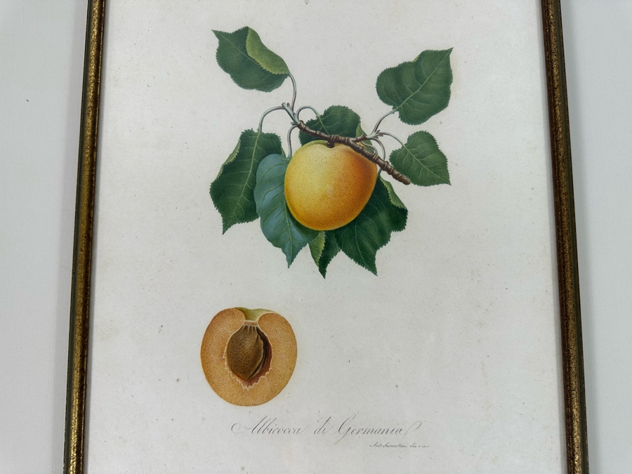 Giorgio Gallesio (1772-1839, Italian Botanist) Pomona Italiana, Ossia Trattato Degli Alberi Fruttiferi (Treatise On Fruit Trees) Original Antique Hand-Colored Engraving From Folio Framed 13.5 X 19 RARE $600+ [Photo 4]