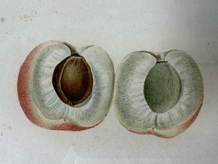 Giorgio Gallesio (1772-1839, Italian Botanist) Pomona Italiana, Ossia Trattato Degli Alberi Fruttiferi (Treatise On Fruit Trees) Original Antique Hand-Colored Engraving From Folio Framed 13.5 X 19 RARE $600+ [Photo 7]
