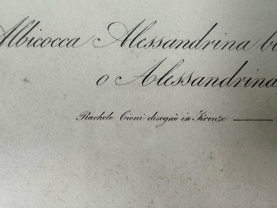 Giorgio Gallesio (1772-1839, Italian Botanist) Pomona Italiana, Ossia Trattato Degli Alberi Fruttiferi (Treatise On Fruit Trees) Original Antique Hand-Colored Engraving From Folio Framed 13.5 X 19 RARE $600+ [Photo 10]