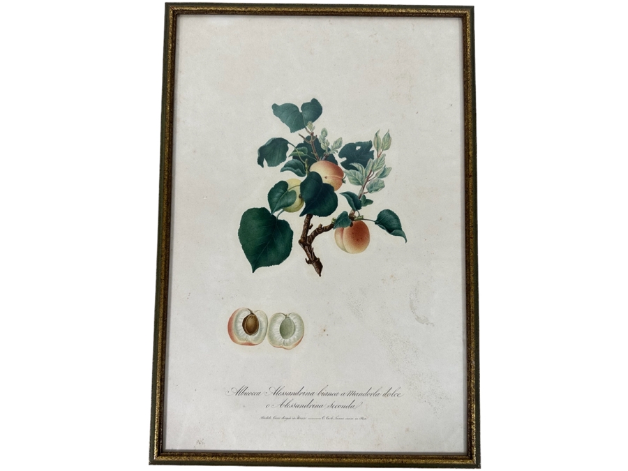 Giorgio Gallesio (1772-1839, Italian Botanist) Pomona Italiana, Ossia Trattato Degli Alberi Fruttiferi (Treatise On Fruit Trees) Original Antique Hand-Colored Engraving From Folio Framed 13.5 X 19 RARE $600+ [Photo 1]