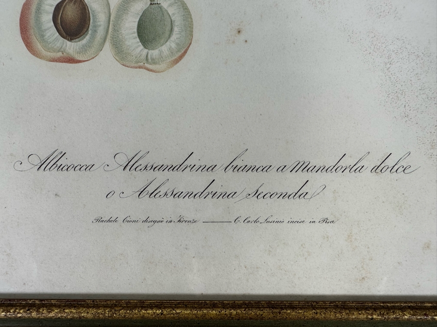 Giorgio Gallesio (1772-1839, Italian Botanist) Pomona Italiana, Ossia Trattato Degli Alberi Fruttiferi (Treatise On Fruit Trees) Original Antique Hand-Colored Engraving From Folio Framed 13.5 X 19 RARE $600+ [Photo 8]