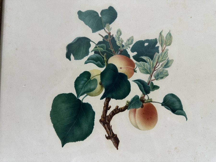 Giorgio Gallesio (1772-1839, Italian Botanist) Pomona Italiana, Ossia Trattato Degli Alberi Fruttiferi (Treatise On Fruit Trees) Original Antique Hand-Colored Engraving From Folio Framed 13.5 X 19 RARE $600+ [Photo 4]