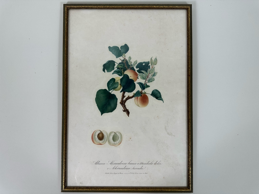 Giorgio Gallesio (1772-1839, Italian Botanist) Pomona Italiana, Ossia Trattato Degli Alberi Fruttiferi (Treatise On Fruit Trees) Original Antique Hand-Colored Engraving From Folio Framed 13.5 X 19 RARE $600+ [Photo 3]