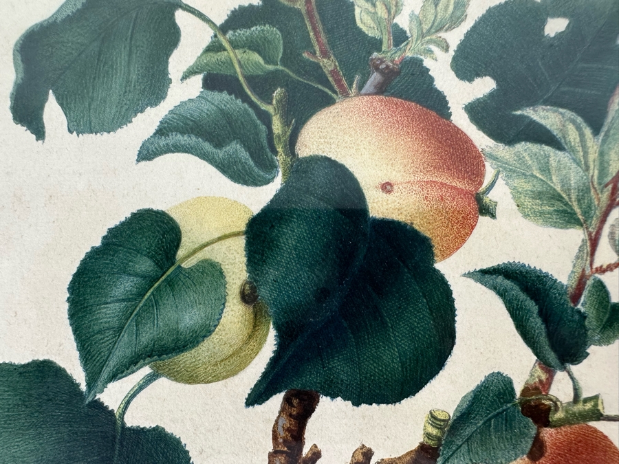 Giorgio Gallesio (1772-1839, Italian Botanist) Pomona Italiana, Ossia Trattato Degli Alberi Fruttiferi (Treatise On Fruit Trees) Original Antique Hand-Colored Engraving From Folio Framed 13.5 X 19 RARE $600+ [Photo 5]