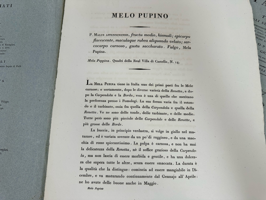 Giorgio’s Gallesio (1772-1839, Italian Botanist) Pomona Italiana, Ossia Trattato Degli Alberi Fruttiferi (Treatise On Fruit Trees) Original Antique Texts Describing Over 30 Fruit Varieties (Text Only / No Fruit Etchings) - See Photos [Photo 25]