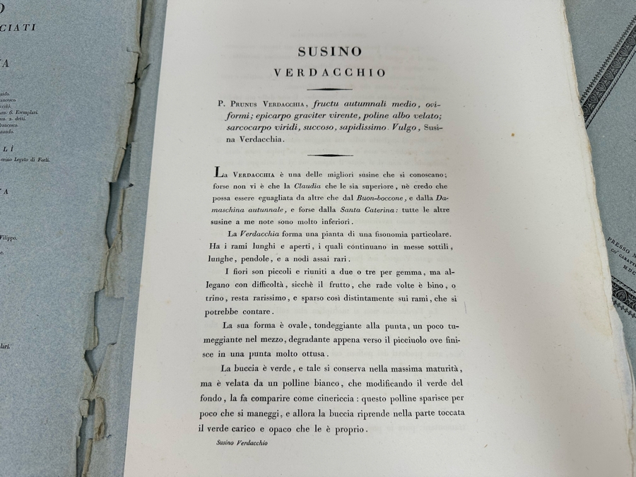 Giorgio’s Gallesio (1772-1839, Italian Botanist) Pomona Italiana, Ossia Trattato Degli Alberi Fruttiferi (Treatise On Fruit Trees) Original Antique Texts Describing Over 30 Fruit Varieties (Text Only / No Fruit Etchings) - See Photos [Photo 15]