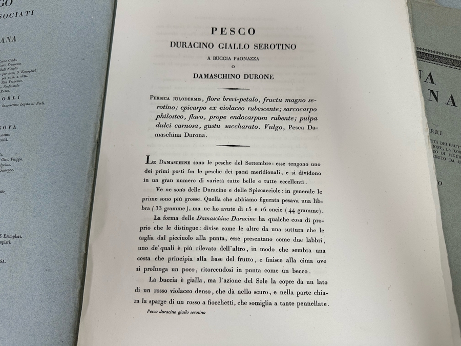 Giorgio’s Gallesio (1772-1839, Italian Botanist) Pomona Italiana, Ossia Trattato Degli Alberi Fruttiferi (Treatise On Fruit Trees) Original Antique Texts Describing Over 30 Fruit Varieties (Text Only / No Fruit Etchings) - See Photos [Photo 6]