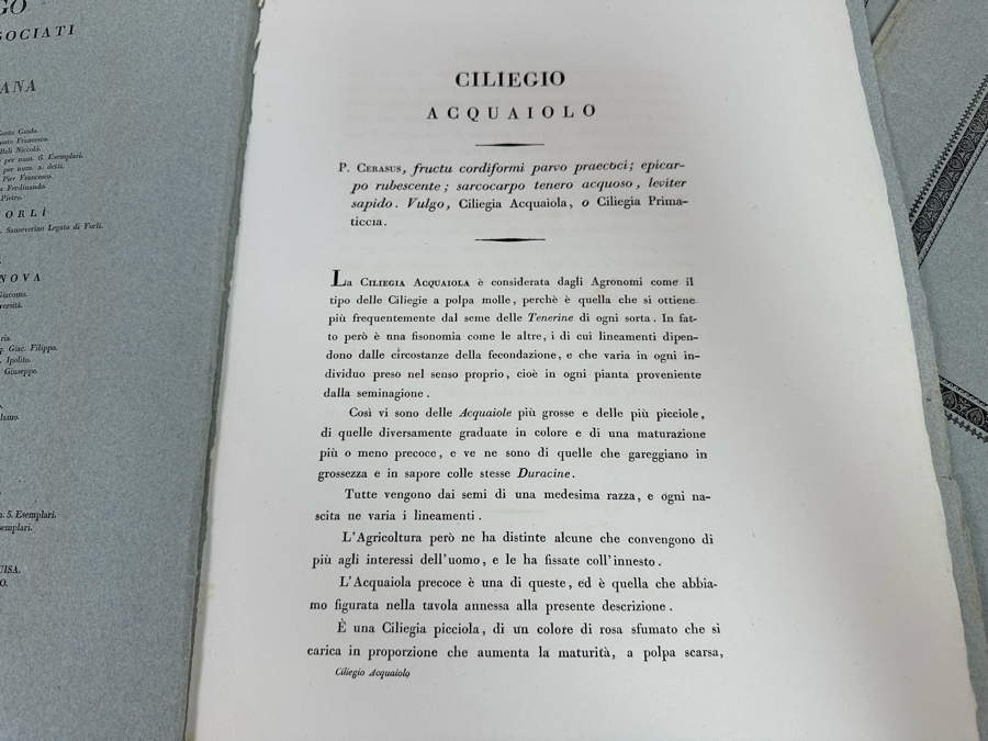 Giorgio’s Gallesio (1772-1839, Italian Botanist) Pomona Italiana, Ossia Trattato Degli Alberi Fruttiferi (Treatise On Fruit Trees) Original Antique Texts Describing Over 30 Fruit Varieties (Text Only / No Fruit Etchings) - See Photos [Photo 19]