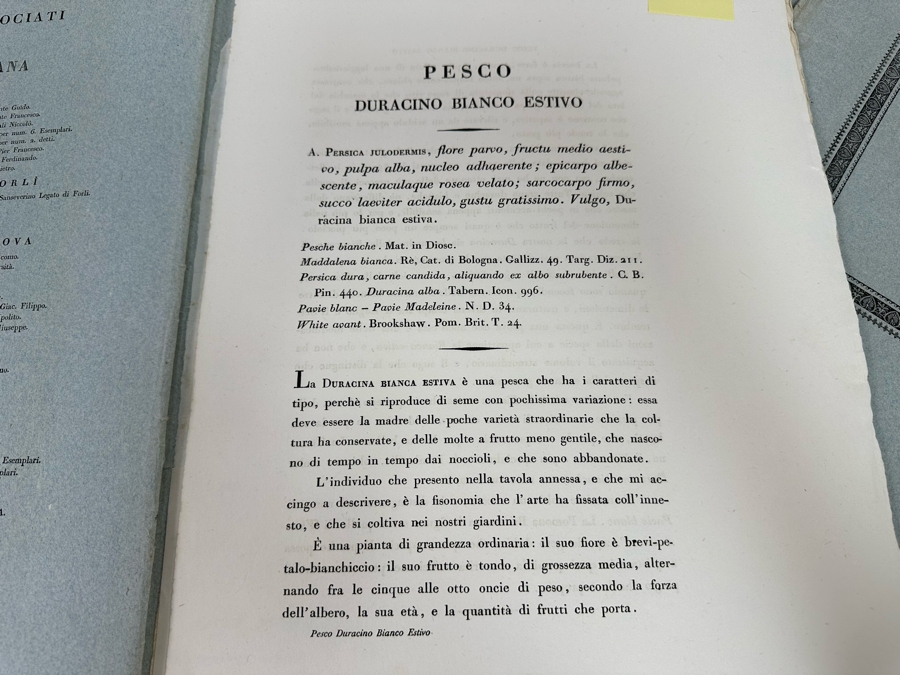 Giorgio’s Gallesio (1772-1839, Italian Botanist) Pomona Italiana, Ossia Trattato Degli Alberi Fruttiferi (Treatise On Fruit Trees) Original Antique Texts Describing Over 30 Fruit Varieties (Text Only / No Fruit Etchings) - See Photos [Photo 16]