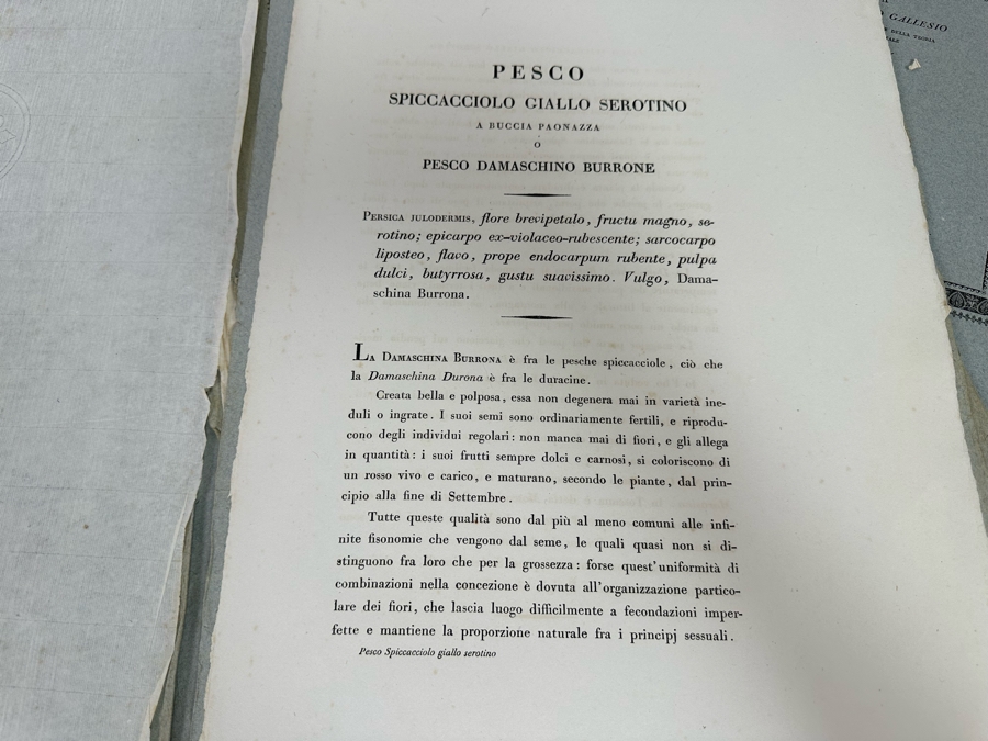 Giorgio’s Gallesio (1772-1839, Italian Botanist) Pomona Italiana, Ossia Trattato Degli Alberi Fruttiferi (Treatise On Fruit Trees) Original Antique Texts Describing Over 30 Fruit Varieties (Text Only / No Fruit Etchings) - See Photos [Photo 10]