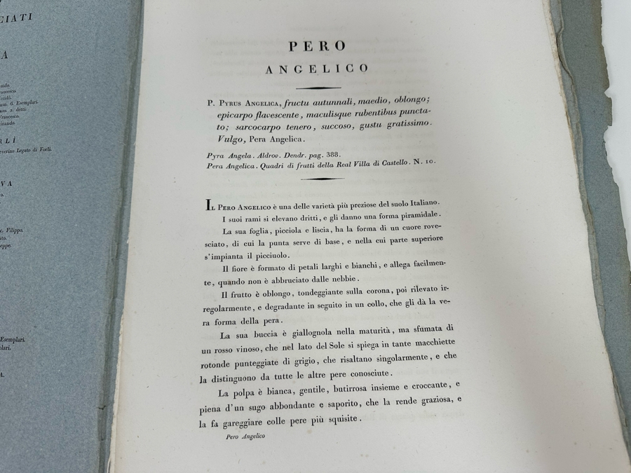 Giorgio’s Gallesio (1772-1839, Italian Botanist) Pomona Italiana, Ossia Trattato Degli Alberi Fruttiferi (Treatise On Fruit Trees) Original Antique Texts Describing Over 30 Fruit Varieties (Text Only / No Fruit Etchings) - See Photos [Photo 28]
