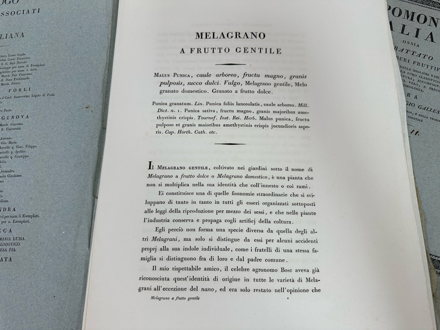 Giorgio’s Gallesio (1772-1839, Italian Botanist) Pomona Italiana, Ossia Trattato Degli Alberi Fruttiferi (Treatise On Fruit Trees) Original Antique Texts Describing Over 30 Fruit Varieties (Text Only / No Fruit Etchings) - See Photos [Photo 26]