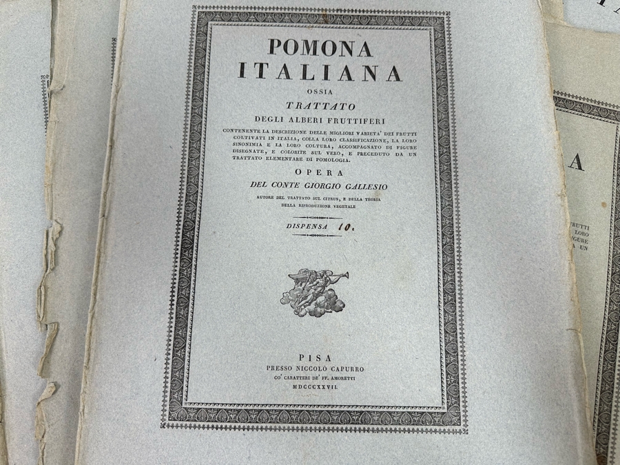 Giorgio’s Gallesio (1772-1839, Italian Botanist) Pomona Italiana, Ossia Trattato Degli Alberi Fruttiferi (Treatise On Fruit Trees) Original Antique Texts Describing Over 30 Fruit Varieties (Text Only / No Fruit Etchings) - See Photos [Photo 3]