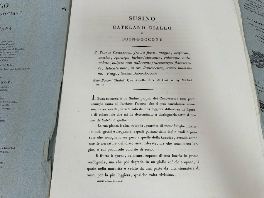 Giorgio’s Gallesio (1772-1839, Italian Botanist) Pomona Italiana, Ossia Trattato Degli Alberi Fruttiferi (Treatise On Fruit Trees) Original Antique Texts Describing Over 30 Fruit Varieties (Text Only / No Fruit Etchings) - See Photos [Photo 14]