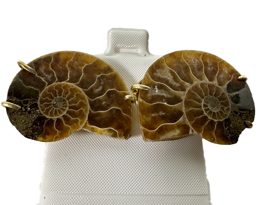 Natural Ammonite Sterling Silver Earrings