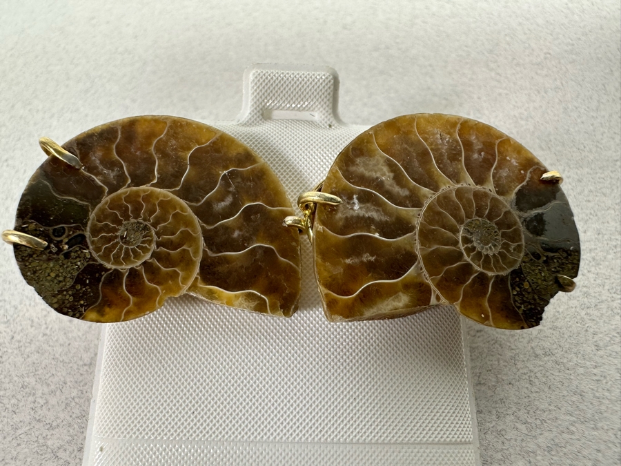 Natural Ammonite Sterling Silver Earrings [Photo 2]