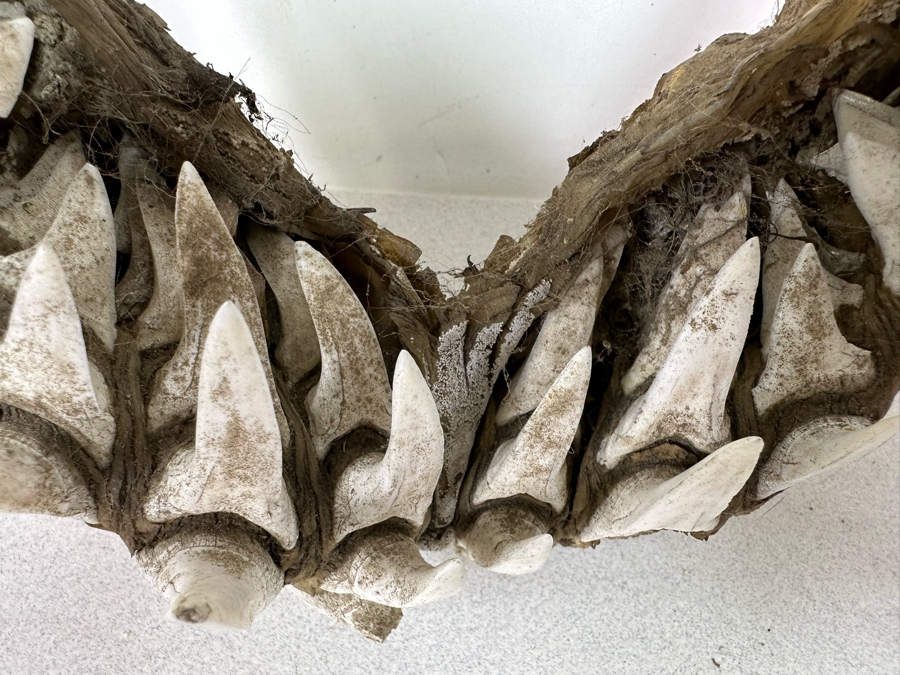 Vintage Shark Jaws 14W X 19H [Photo 6]