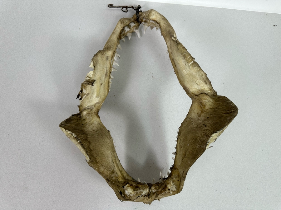 Vintage Shark Jaws 14W X 19H [Photo 12]