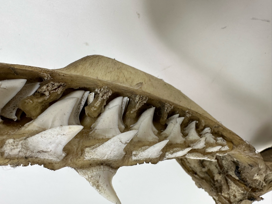 Vintage Shark Jaws 14W X 19H [Photo 9]