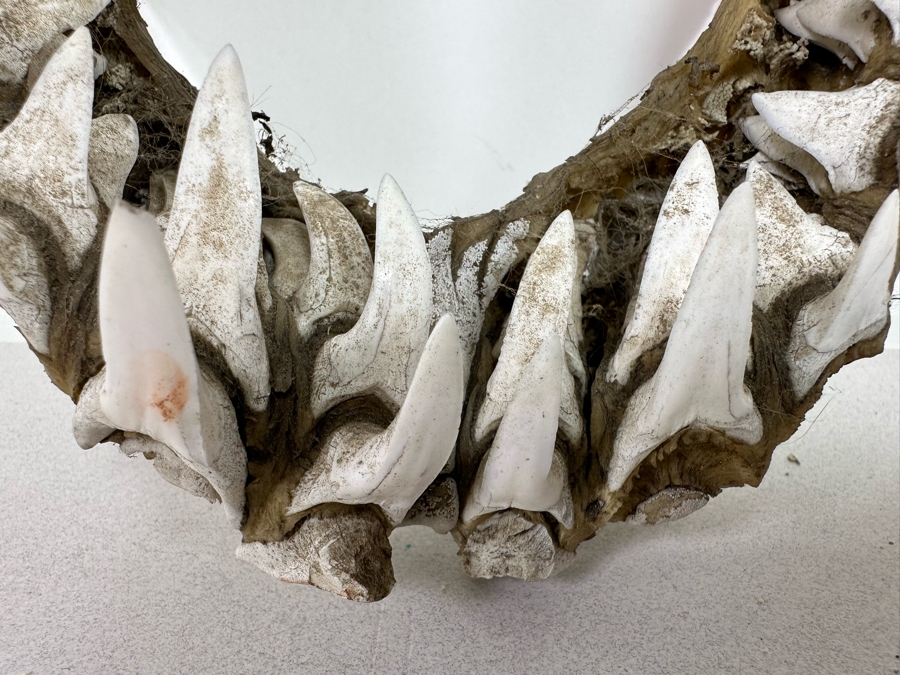 Vintage Shark Jaws 14W X 19H [Photo 5]
