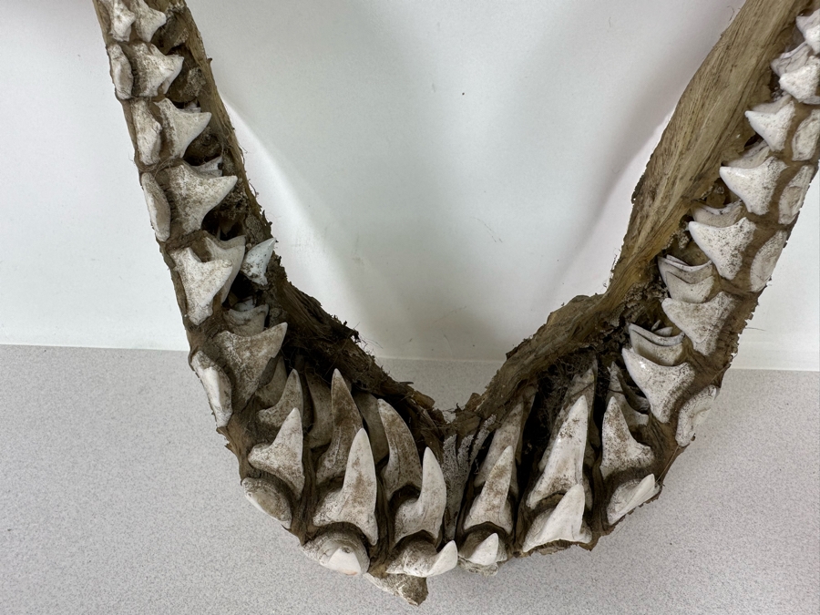 Vintage Shark Jaws 14W X 19H [Photo 11]