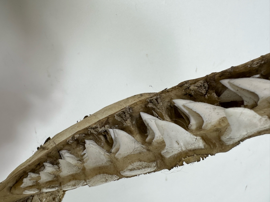 Vintage Shark Jaws 14W X 19H [Photo 10]